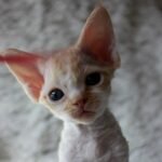 225 Boni male kitten Devon Rex