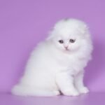 Elliot Scottish fold longhair male kitten