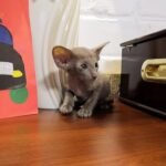 Gipper Oriental male kitten