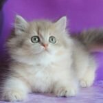 352 Sindi British longhair female kitten