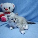 Matthew Siberian male kitten