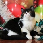 122 Gerald British shorthair male kitten