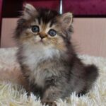 296 Holly Scottish straight longhair female kitten