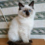 Esaul Siberian male kitten