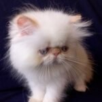 53 Clarissa Persian female kitten