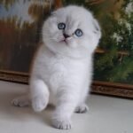 Tin Scottish fold shorthair male kitten