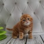 Nuts Scottish fold shorthair male kitten