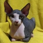 188 Kolibri female Sphinx kitten