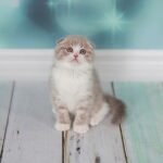 Arisha Scottish fold shorthair female kitten