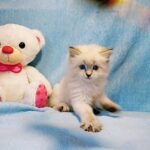 Marfa Siberian female kitten