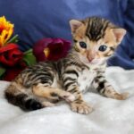 53 Gomer purebred Bengal male kitten