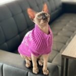 Marcus male Sphinx kitten