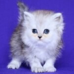 29 Dulsineya Persian female kitten