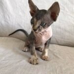 320 Armani male Sphinx kitten
