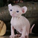 Varrior male Elf kitten