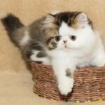 Lucian Exotic longhair male kitten