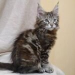 254 Lusia Maine Coon female kitten