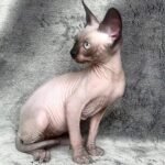 Olivia female Sphinx kitten