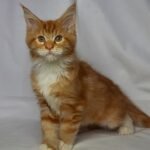 808 August Maine Coon male kitten