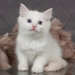 87 Brie Ragdoll male kitten