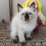 97 Wassaby Siberian female kitten