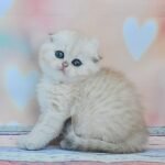 Vivienne Scottish fold shorthair female kitten
