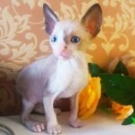 204 McLaren male kitten Cornish Rex