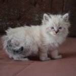 594 Dahila Siberian female kitten