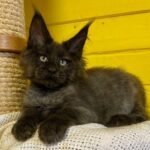 856 Teddy Maine Coon male kitten