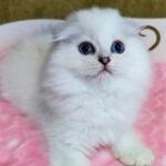 219 Whisky Scottish fold longhair male kitten