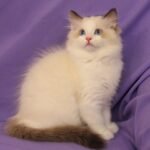 532 Chelesta Ragdoll female kitten