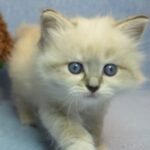 736 Xalina Siberian female kitten