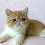 Saymon Exotic shorthair male kitten
