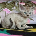 Mr. Pumpkin male kitten Devon Rex
