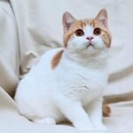 236 Woody British shorthair male kitten