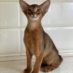 Zak purebred Abyssinian male kitten