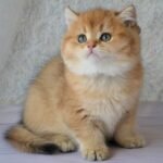 525 Nemo British shorthair male kitten