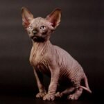 Quentin male Sphinx kitten