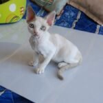 357 Dragon male kitten Devon Rex
