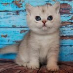Lawanda British shorthair female kitten