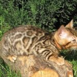 Bruno purebred Bengal male kitten