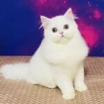 80 Teddy Scottish straight longhair male kitten