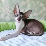 197 Slim male kitten Cornish Rex