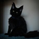 291 Begemot Maine Coon male kitten