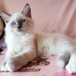 Hogwarts Siberian female kitten