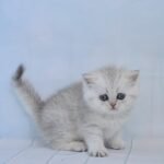 Vanessa Scottish straight shorthair female kitten
