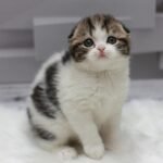 526 Paulina Scottish fold shorthair female kitten