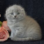Tom Scottish fold shorthair male kitten