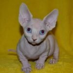 190 Karapuz male Bambino kitten