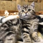 323 Brittany Scottish straight shorthair female kitten
